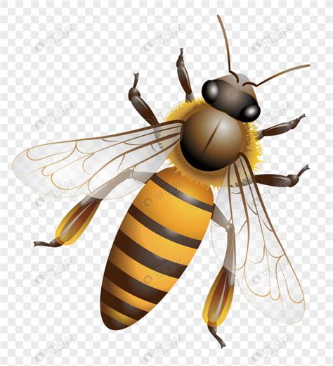 꿀벌 이미지